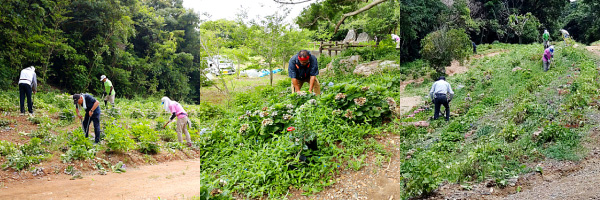 アジサイの剪定