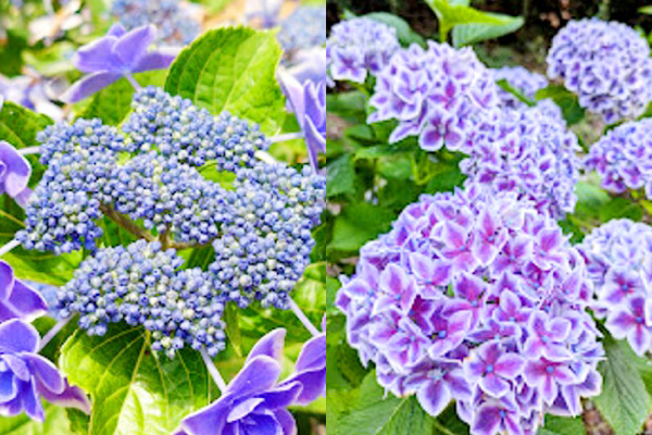 渥美あじさいの森